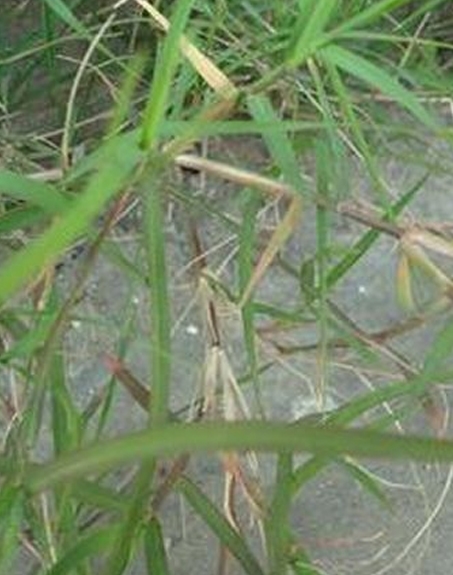 標(biāo)題：狗牙根
瀏覽次數(shù)：2644
發(fā)表時間：2017-11-02