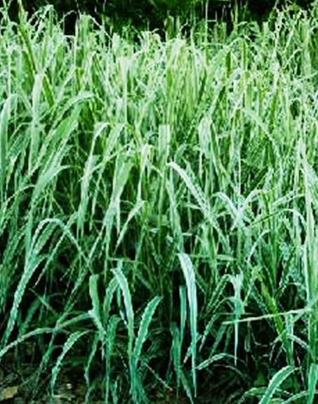 標題：紫羊茅
瀏覽次數(shù)：3268
發(fā)表時間：2017-11-02