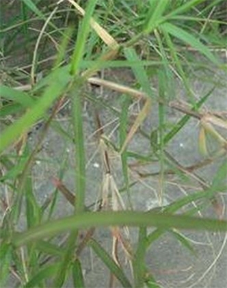 標題：狗牙根
瀏覽次數：2636
發表時間：2017-11-02
