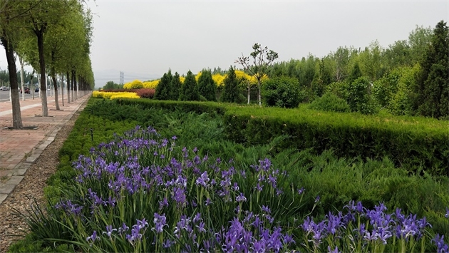 標題：張家口經(jīng)開區(qū)秋季清水河生態(tài)綠廊建
瀏覽次數(shù)：2348
發(fā)表時間：2020-10-16