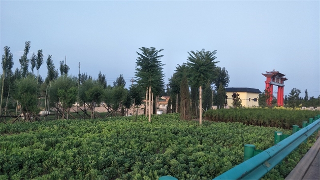 標題：張家口經開區腰站堡飲用水源地生態涵養綠化
瀏覽次數：2661
發表時間：2020-10-16
