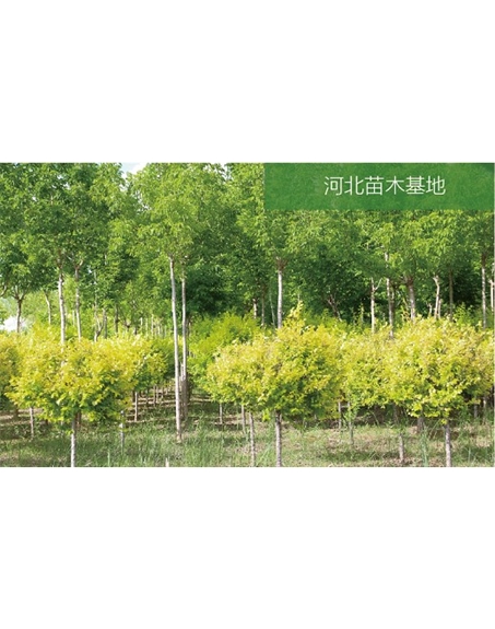 標題：苗木基地
瀏覽次數(shù)：2183
發(fā)表時間：2020-10-17