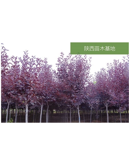 標題：苗木基地
瀏覽次數：2213
發表時間：2020-10-17