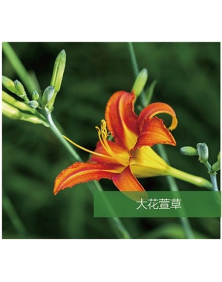 標(biāo)題：地被
瀏覽次數(shù)：1694
發(fā)表時(shí)間：2020-10-17