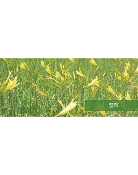 標題：地被
瀏覽次數：1801
發表時間：2020-10-17