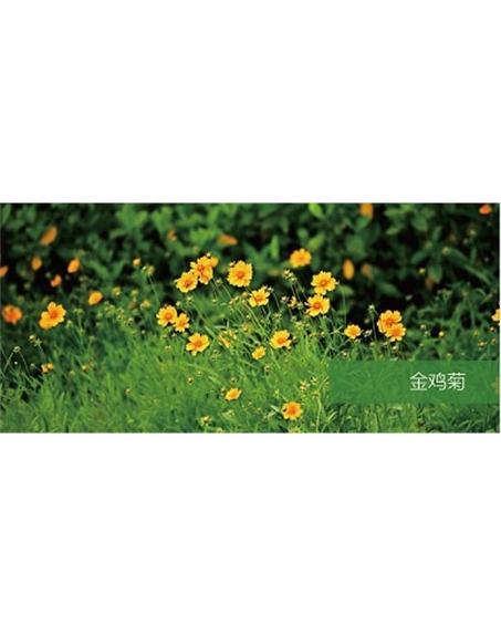 標題：地被
瀏覽次數：2008
發表時間：2020-10-17
