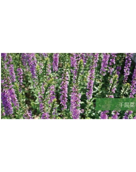 標題：地被
瀏覽次數：2065
發表時間：2020-10-17