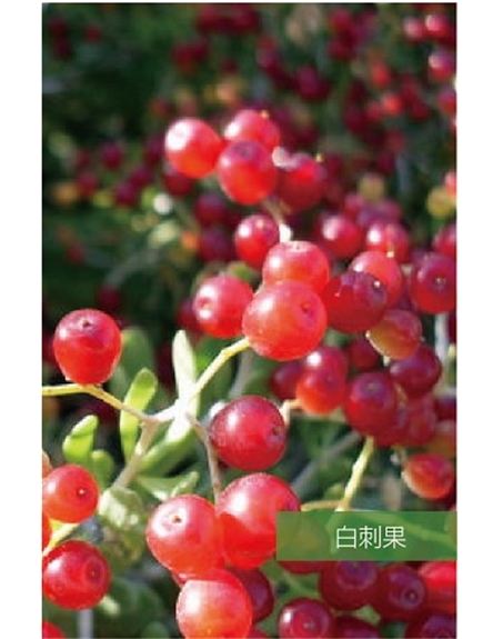 標題：名貴樹種
瀏覽次數：1539
發表時間：2020-10-17