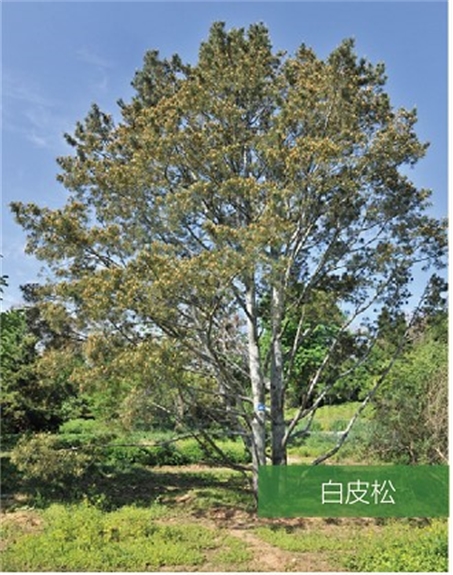 標(biāo)題：名貴樹(shù)種
瀏覽次數(shù)：2131
發(fā)表時(shí)間：2020-10-17