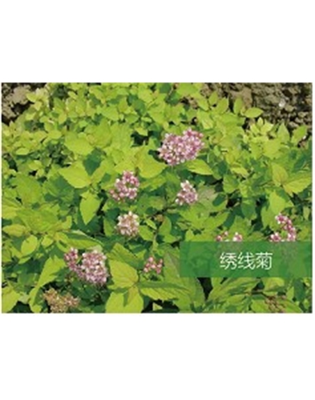 標題：喬灌木
瀏覽次數：1633
發表時間：2020-10-17