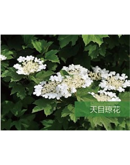 標題：喬灌木
瀏覽次數：1632
發表時間：2020-10-17