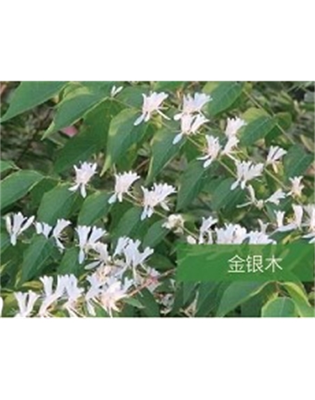 標(biāo)題：喬灌木
瀏覽次數(shù)：1551
發(fā)表時間：2020-10-17