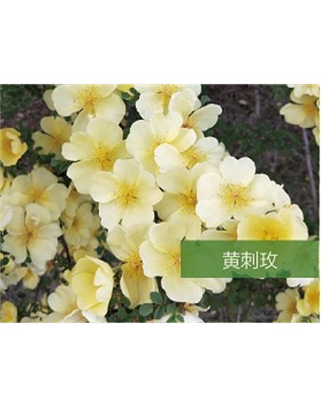 標(biāo)題：?jiǎn)坦嗄?瀏覽次數(shù)：1461
發(fā)表時(shí)間：2020-10-17
