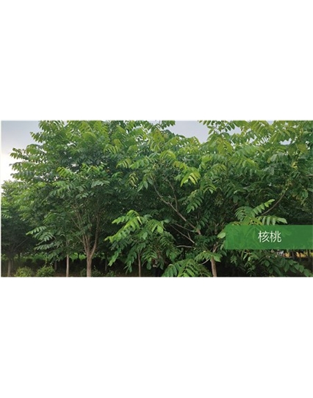 標(biāo)題：喬灌木
瀏覽次數(shù)：1533
發(fā)表時(shí)間：2020-10-17