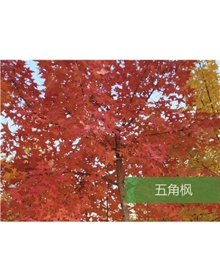 標(biāo)題：?jiǎn)坦嗄?瀏覽次數(shù)：1603
發(fā)表時(shí)間：2020-10-17