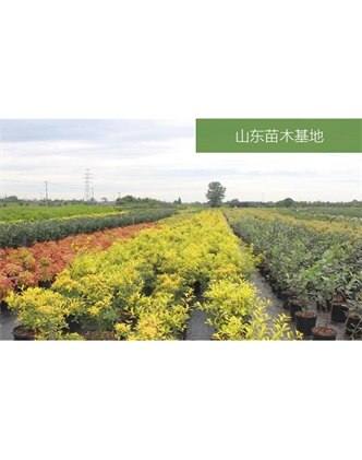 標題：苗木基地
瀏覽次數：2227
發表時間：2020-10-17