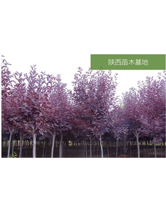 標題：苗木基地
瀏覽次數：2205
發表時間：2020-10-17