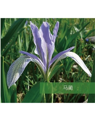 標題：地被
瀏覽次數：1712
發表時間：2020-10-17