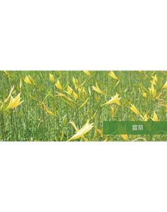 標題：地被
瀏覽次數：1799
發表時間：2020-10-17
