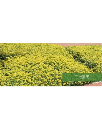 標題：地被
瀏覽次數：2181
發表時間：2020-10-17