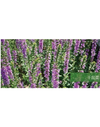 標題：地被
瀏覽次數：2064
發表時間：2020-10-17