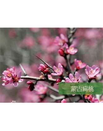 標(biāo)題：名貴樹種
瀏覽次數(shù)：1488
發(fā)表時(shí)間：2020-10-17