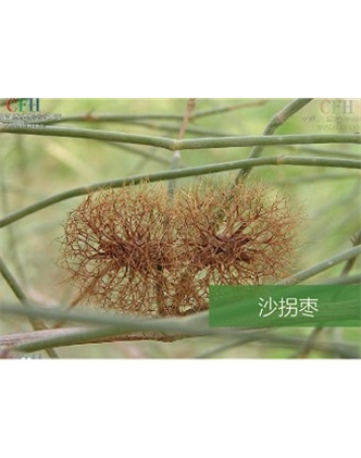 標題：名貴樹種
瀏覽次數：1533
發表時間：2020-10-17
