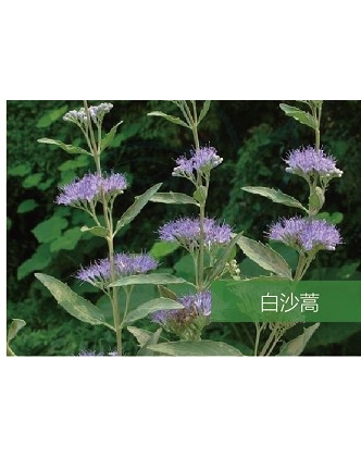 標題：名貴樹種
瀏覽次數：1555
發表時間：2020-10-17