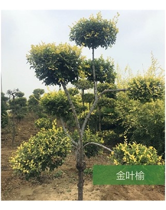 標題：名貴樹種
瀏覽次數：1530
發表時間：2020-10-17