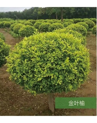 標題：名貴樹種
瀏覽次數：1535
發表時間：2020-10-17