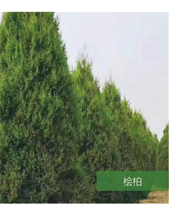 標題：名貴樹種
瀏覽次數：1555
發表時間：2020-10-17