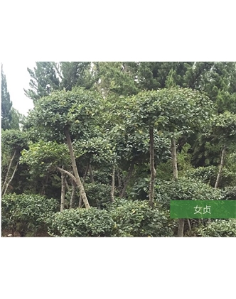 標題：名貴樹種
瀏覽次數：1503
發表時間：2020-10-17