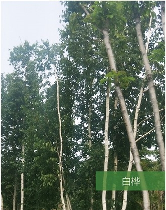 標題：名貴樹種
瀏覽次數：1604
發表時間：2020-10-17