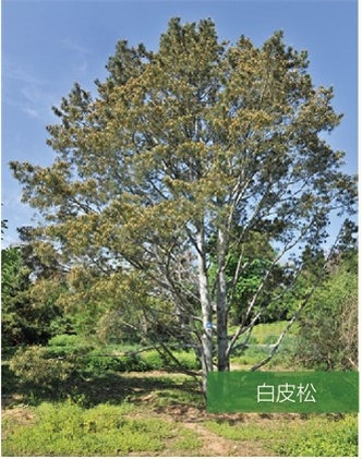 標題：名貴樹種
瀏覽次數：2121
發表時間：2020-10-17