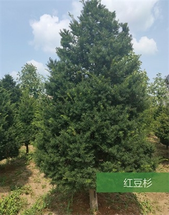 標題：名貴樹種
瀏覽次數：1953
發表時間：2020-10-17