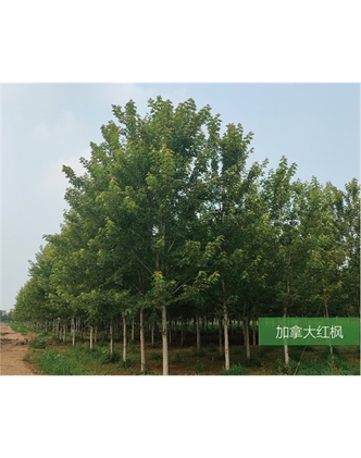 標題：名貴樹種
瀏覽次數：1905
發表時間：2020-10-17