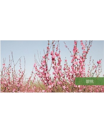 標題：喬灌木
瀏覽次數(shù)：1597
發(fā)表時間：2020-10-17