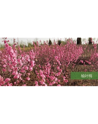標題：喬灌木
瀏覽次數：1598
發表時間：2020-10-17