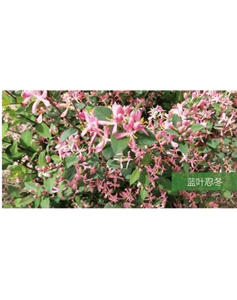 標題：喬灌木
瀏覽次數：1530
發表時間：2020-10-17