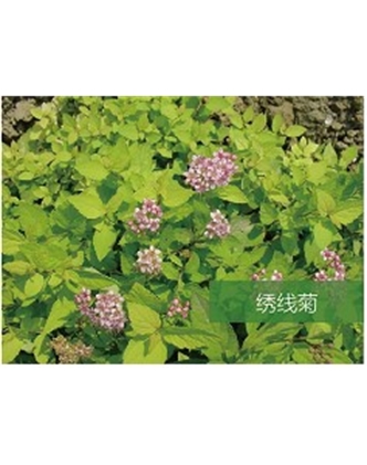 標題：喬灌木
瀏覽次數：1621
發表時間：2020-10-17