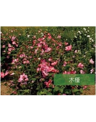 標(biāo)題：喬灌木
瀏覽次數(shù)：1632
發(fā)表時(shí)間：2020-10-17