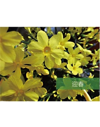 標(biāo)題：喬灌木
瀏覽次數(shù)：1466
發(fā)表時(shí)間：2020-10-17