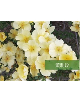 標(biāo)題：喬灌木
瀏覽次數(shù)：1452
發(fā)表時(shí)間：2020-10-17