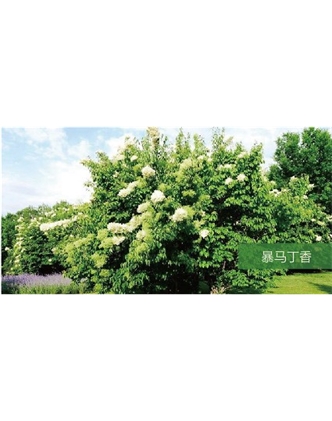 標(biāo)題：喬灌木
瀏覽次數(shù)：1698
發(fā)表時(shí)間：2020-10-17