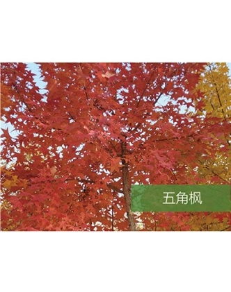 標題：喬灌木
瀏覽次數：1596
發表時間：2020-10-17