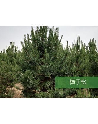標題：喬灌木
瀏覽次數：1632
發表時間：2020-10-17