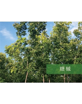 標題：喬灌木
瀏覽次數：2251
發表時間：2020-10-17