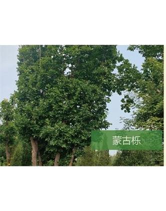 標題：喬灌木
瀏覽次數：2230
發表時間：2020-10-17