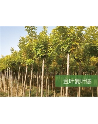 標題：喬灌木
瀏覽次數：2060
發表時間：2020-10-17